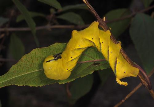 Réf. 238 146 : Acherontia atropos
